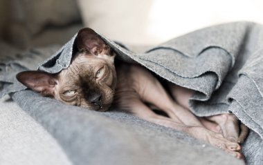 kel kedi yalan bir battaniyenin altında Kanada Sphynx doğurmak