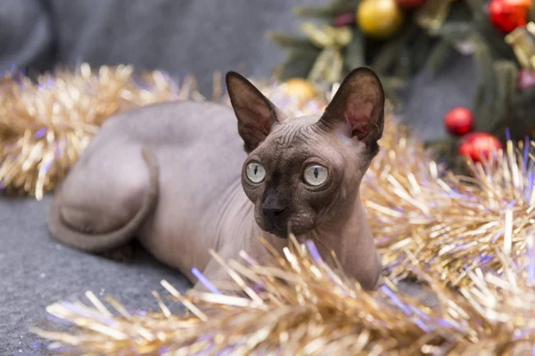 Katzenrassen Kanadische Sphynx Unter Weihnachtlichem Lametta Glatzenkatze Haustier — Stockfoto
