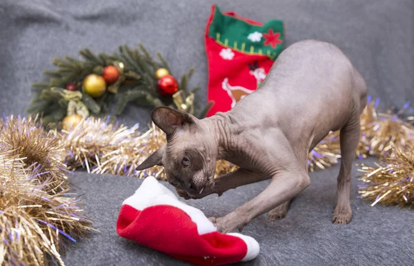 Glatzkopf Katze Spielt Mit Weihnachtsdekoration Lametta — Stockfoto