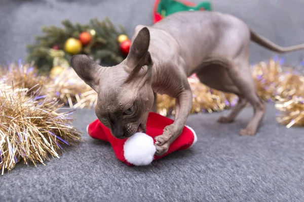 Katze Der Rasse Die Kanadische Sphynx Spielt Mit Weihnachtsschmuck Glatze — Stockfoto