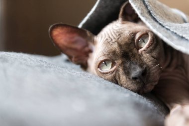 altında bir gri battaniye, kel kedi, Sphynx doğurmak, kedi Kediler evde beslenen hayvan
