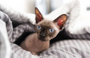 mavi gözlü kel kedi gri bir battaniyenin altında yatıyor ve yan, Kanada Sphynx, namlu görünüyor