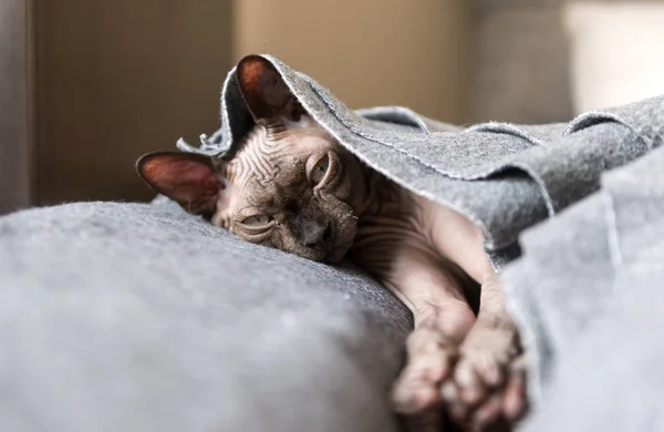 cat breed canadian Sphinx lies under a gray blanket, the animal,  bald cat