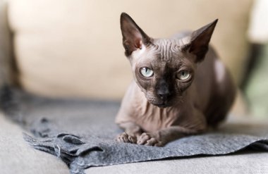 kanepe, Kanada Sfenks, kedi gözleri Sphynx yalan 1 kel kedi