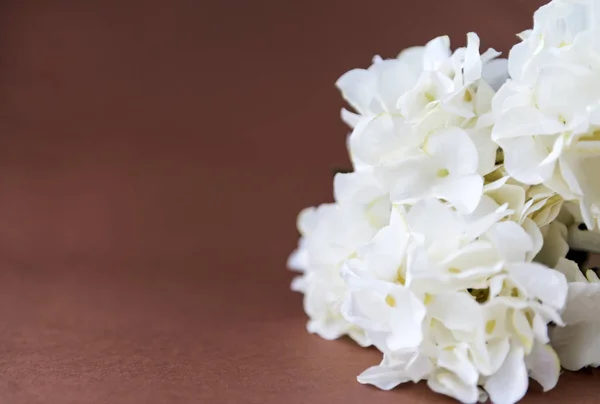 Cespuglio Ortensia Bianca Fiori Sfondo Marrone Petali Bianchi — Foto Stock