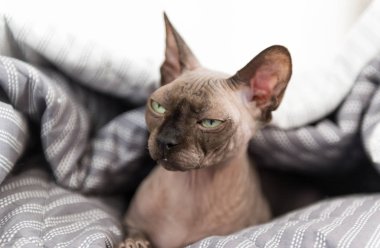 Kanada Sphynx kedi görünüyor daralmış gözleri, kel kedi namlu, Evcil hayvan
