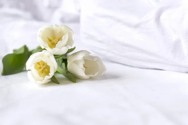 3 white tulips on white bed linen, flowers
