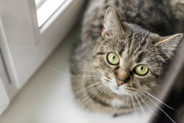 1 kedi, belgili tanımlık pencere, yakınındaki bıyıklı kedi namlu evde beslenen hayvan