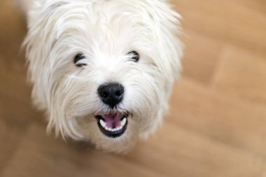 Beyaz önlük, batı dağlık beyaz korkunç, yavru bir köpek burun