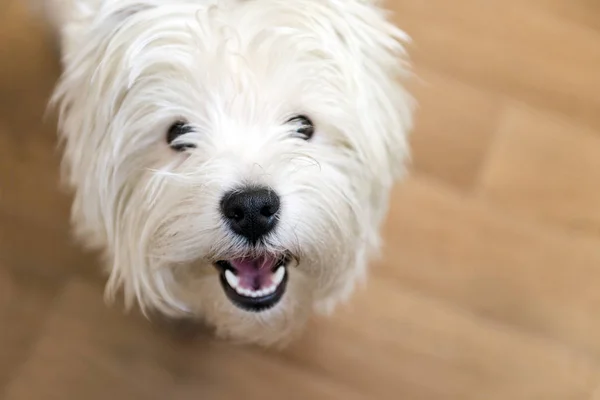 Beyaz önlük, batı dağlık beyaz korkunç, yavru bir köpek burun