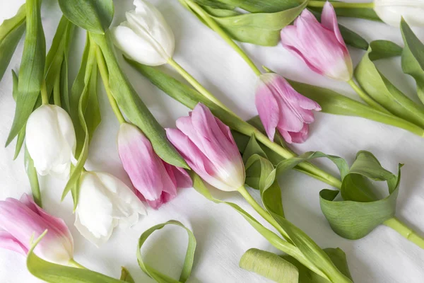 lots of pink and white tulips on white, flowers,