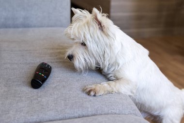 kanepede yanında, uzak, batı dağlık beyaz korkunç köpek