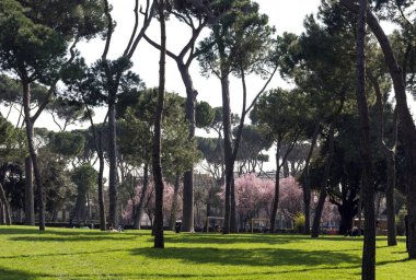 Bahar sabahı Roma 'da Park, çam ağaçları, l üzerinde yeşil çim
