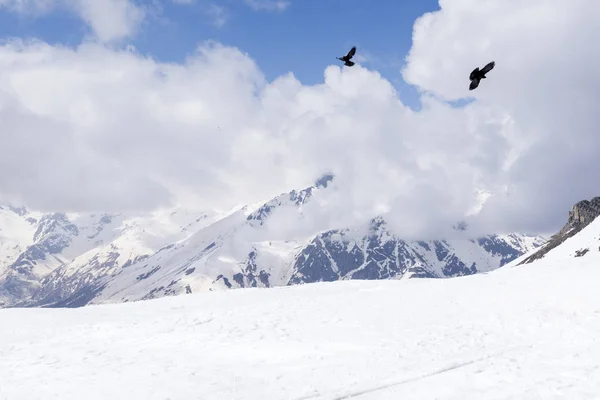 2 black birds over snowy mountains, North Caucasus