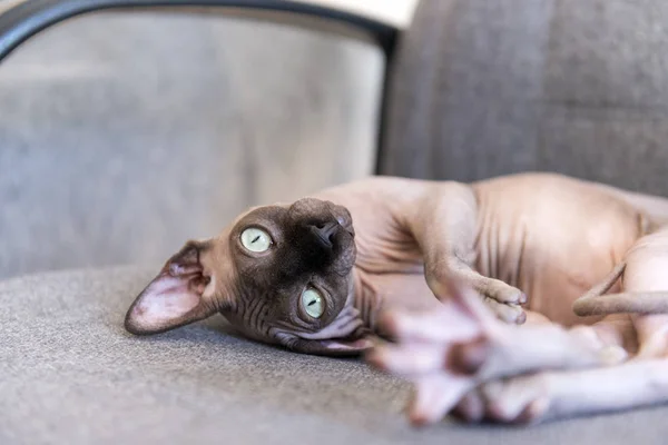 Bald cat of breed the canadian Sphynx lying, cat muzzle, pet — Stock Photo, Image