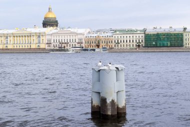St Peters dolgu karşısında Neva nehri üzerinde martılar