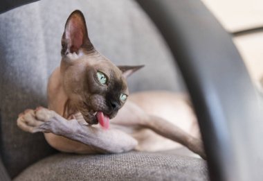 gri bir sandalyede yatan yeşil gözlü kel kedi ve yıkıyor , canad