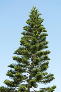 Araucaria ağacı, mavi gökyüzü arka planda Şili çam ağacı,
