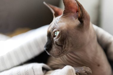 profil yakın, evcil hayvan yeşil gözlü kel bir kedi nin namlu , 