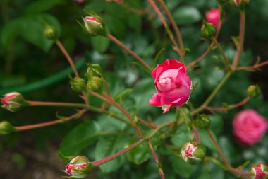 yeşil arka plan üzerinde kırmızı gül Bud, gül Bush