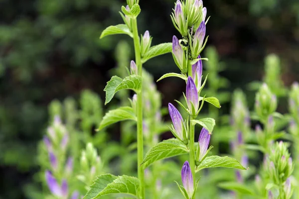 Groene Steel met roze toppen op het gazon, de natuur, — Stockfoto