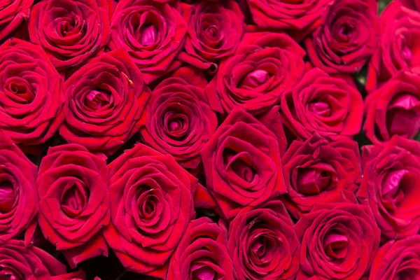 Muchas rosas rojas frescas, ramo de flores, pétalos rojos —  Fotos de Stock