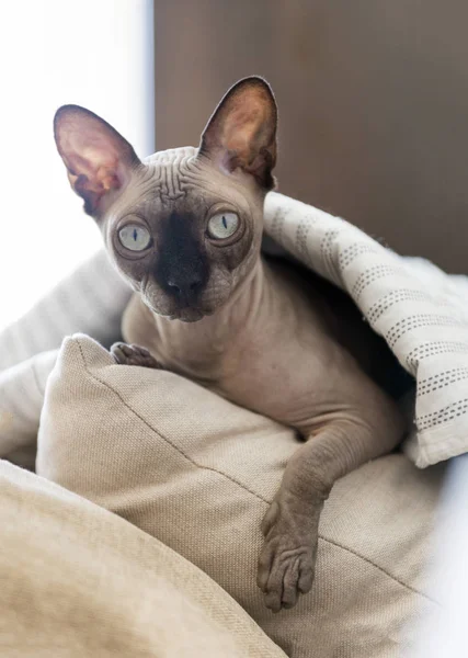 Лисий кіт лежав на подушках під килим, Сфінкс — стокове фото