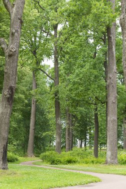 yaz aylarında ormanda uzun yeşil ağaçlar arasında yol
