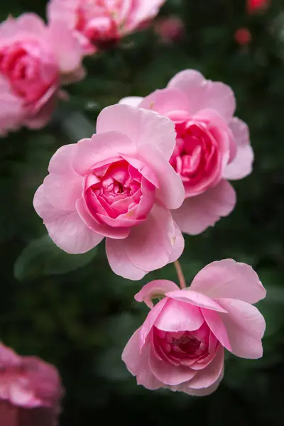 Several pink rose flowers among the dark green, pink petals — Stock Photo, Image