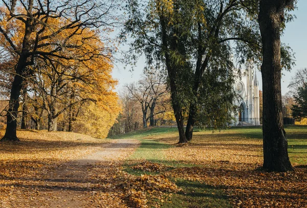 Тропа в парке покрыта желтыми опавшими осенними листьями, папа — стоковое фото
