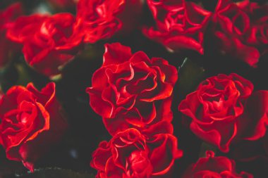 bir buket kırmızı gül bir sürü, kırmızı güzel yaprakları,