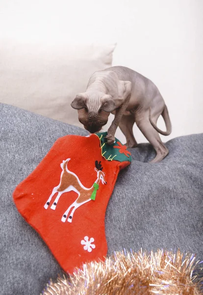 1 Katze mit Glatze spielt auf der Couch mit einer roten rozhedestvenskim Socke, — Stockfoto