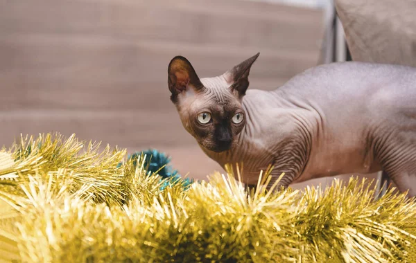 bald cat among Golden Christmas tinsel on beige background, cana