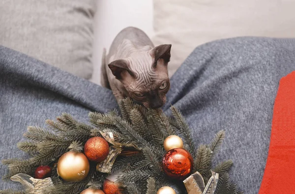 1 lustige Glatzkatze knabbert Fichtenweihnachtskranz mit Kugeln, — Stockfoto