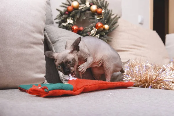 canadian Sphinx plays with Christmas sock on the couch, bald cat