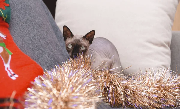 Φαλακρή γάτα κάθεται σε έναν καναπέ ανάμεσα σε χρυσές χριστουγεννιάτικες κορδέλες, κανάτα — Φωτογραφία Αρχείου