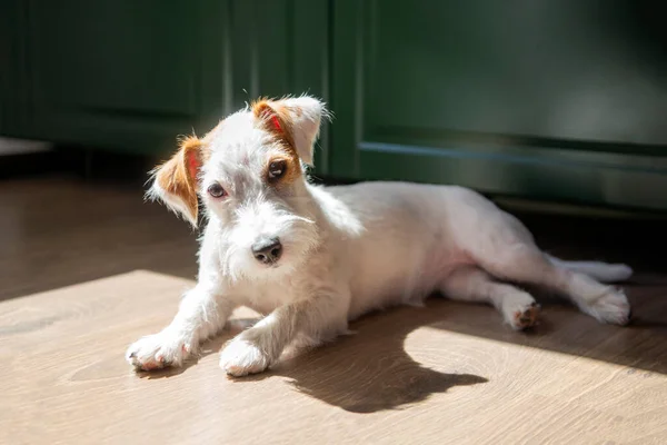 dog breed Jack Russell Terrier lying on the floor in the room in the sun, puppy, pet
