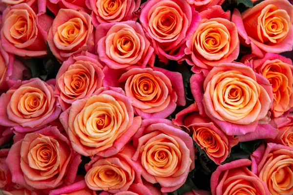 Hermoso Ramo Grande Rosas Montón Flores Frescas Pétalos Rosa Plantas —  Fotos de Stock