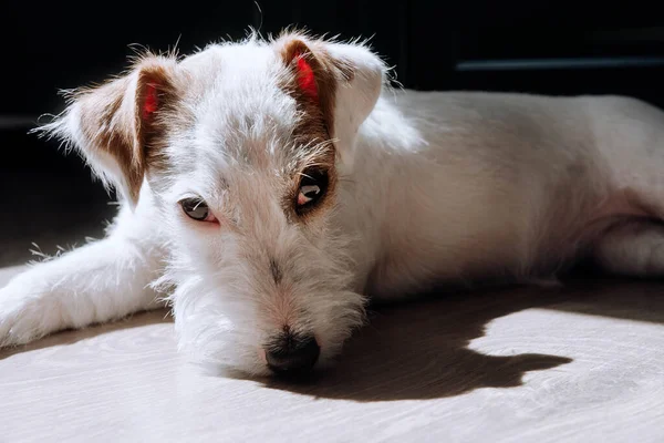 sad puppy dog breed Jack Russell lying on the floor in the room in the sun, pet