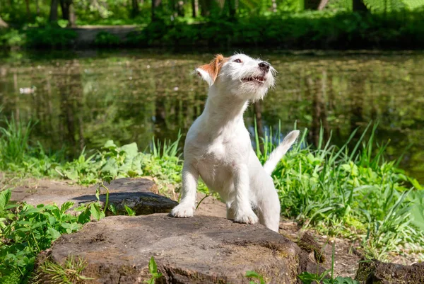 Jack Russell Pes Štěně Přírodě Parku Pozadí Zeleně Domácí Mazlíček — Stock fotografie