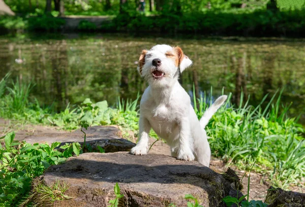 在阳光明媚的一天 一只小狗杰克罗素站在公园的一个空地上 — 图库照片