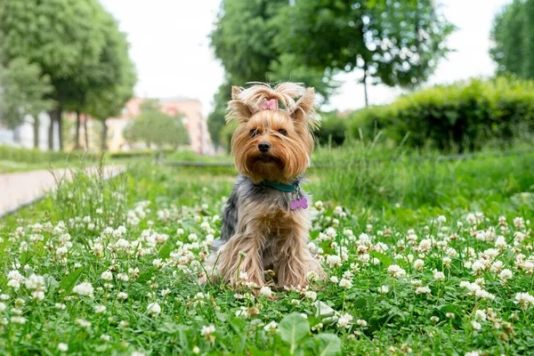1 dog breed toy Terrier sitting in a clearing with white clover in the Park, pet, girl, female