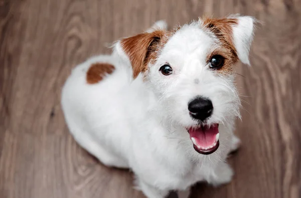 Köpek yavrusu Jack Russell Terrier yerde oturur ve bakar, tatlım.