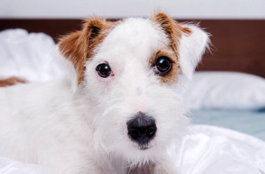Jack Russell Terrier köpeğinin namlusu. Yakından bak, köpek yavrusu beyaz çarşafların üzerinde yatıyor.