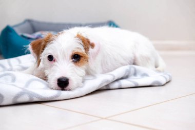 Jack Russell 'ın köpek yavrusu yerde yatıyor.
