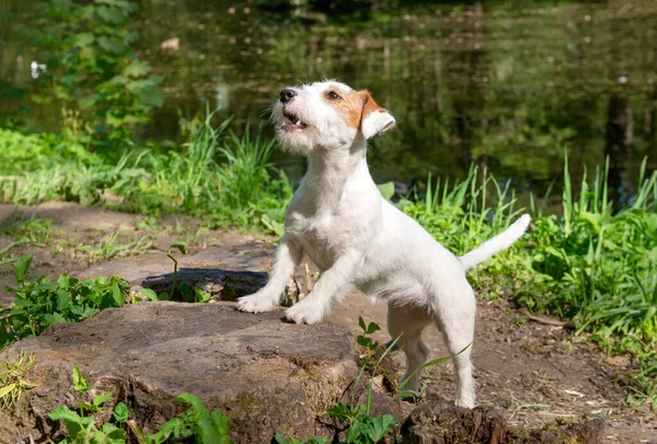 在阳光明媚的日子里 公园池塘里的一块空地上站着一只小狗杰克罗素 — 图库照片