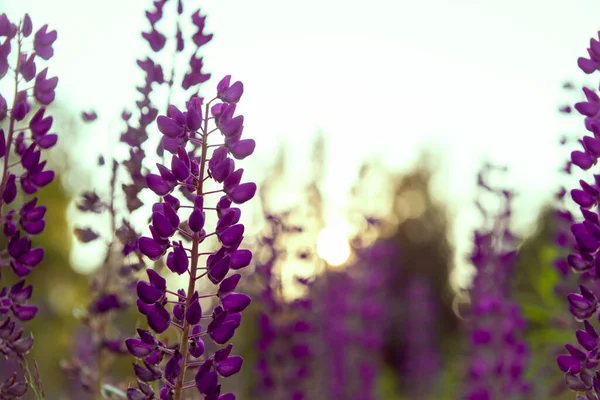 Paarse Lupine Bloemen Close Een Open Plek Bij Zonsondergang — Stockfoto