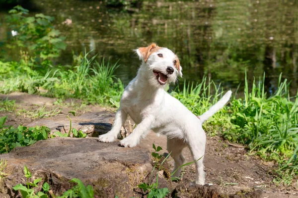 一只白色的杰克罗素Terrier小狗在公园的池塘岸边 在大自然中被宠爱 — 图库照片