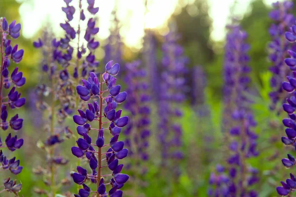 Fleurs Lupin Violet Ferment Dans Une Clairière Coucher Soleil — Photo