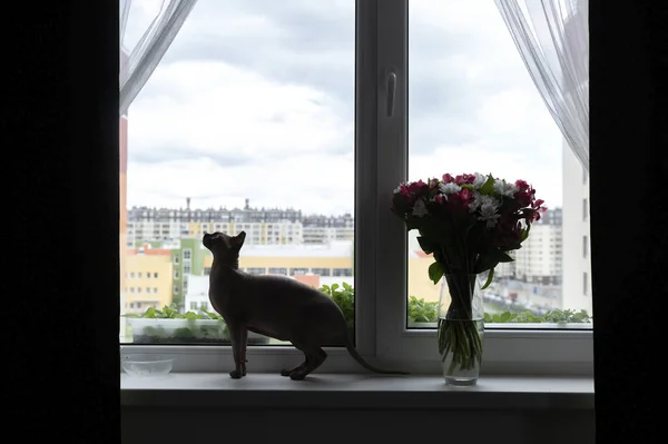 silhouette of a cat and a bouquet of flowers on the background of the window, window sill
